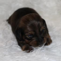 Dark Sable Girl - Sable female Dachshund puppy in Lily, Kentucky from Little Acres Miniature Dachshunds