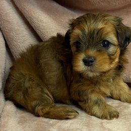Chile - Red male Havanese puppy in Maryville, Missouri from Dreamworks Havanese