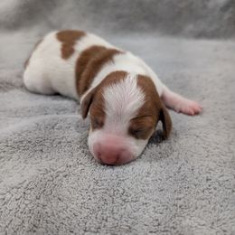 Puppy 2 - Piebald male Dachshund puppy in Cypress, California from Ferrario Dachshunds