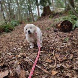 Golden Retriever Puppies from Hoekema Homestead Goldens