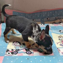 Cooper - Merle male Chihuahua puppy in Henderson, Kentucky from Western Kentucky Chihuahua’s and Chinese Crested’s