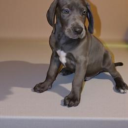 Bentley - Blue male Great Dane puppy in Walker, Louisiana from La Rebel Danes