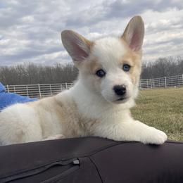 Klaus - White and black male Pembroke Welsh Corgi puppy in Rolla, Missouri from Chapman Corgis