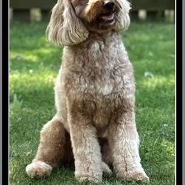 Roo - Goldendoodle