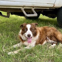 Red - Border Collie