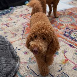 Roxy - Apricot female Goldendoodle puppy in Lancaster, California from Kid's Best Doodle