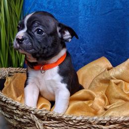 Newt - Black brindle and white male Boston Terrier puppy in Smallett, Missouri from B's Bostons