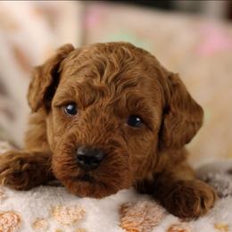 Lavender - Apricot male Poodle puppy in Pottersville, Missouri from Christina Miller's Poodles