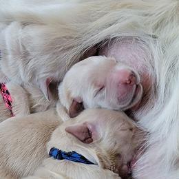 Golden Retriever Puppies from Mountain View Goldens