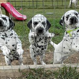 Dalmatians from Zydeco Dalmatians