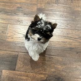 Kippy - Biewer Terrier