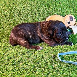 Carolina Blue Collar - Black brindle male Cane Corso puppy in Catawba, North Carolina from Catawba Cane Corso