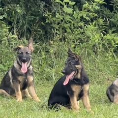 German Shepherd Puppies from StoneWall