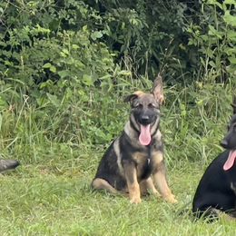 German Shepherd Puppies from StoneWall