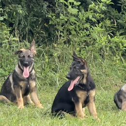German Shepherd Puppies from StoneWall