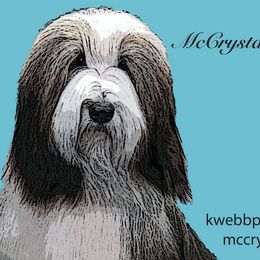 Bearded Collies from McCrystal Beardies