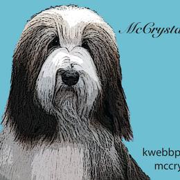 Bearded Collies from McCrystal Beardies