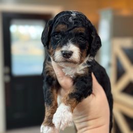 Sneak - Phantom male Goldendoodle puppy in Wharton, Texas from Little Fur Friends