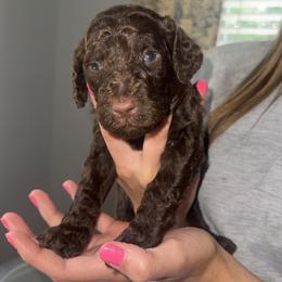 Victoria (Red Girl) - Brown female Poodle puppy in Winterville, Georgia from Villa Rosa Poodles