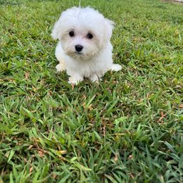 Green collar - White male Maltese puppy in Massachusetts from Happy Tail Yorkies and Maltese