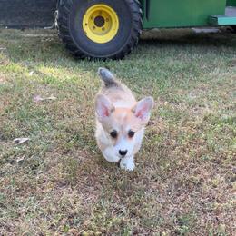 DaVinci - Red male Pembroke Welsh Corgi puppy in Snellville, Georgia from Laur's Classic Corgis