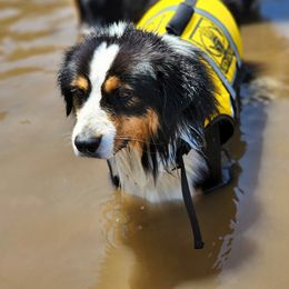 Miniature American Shepherd All Grown Up from Moon Phase Kennel