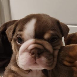 Bulldog and French Bulldog Puppies from JuneBug Bullies