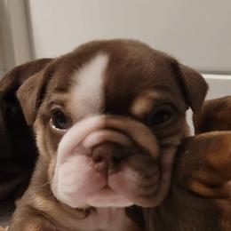 Bulldog and French Bulldog Puppies from JuneBug Bullies