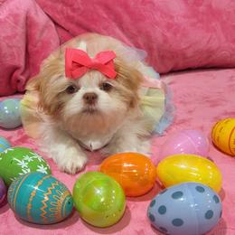 Girl 1 - Cream and white female Shih Tzu puppy in Kennewick, Washington from Tinytails