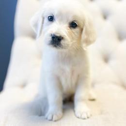 Golden Retriever Puppies from Chirping Meadows Goldens