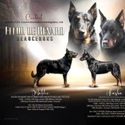 Beauceron puppies from Fleur de Renard Beaucerons