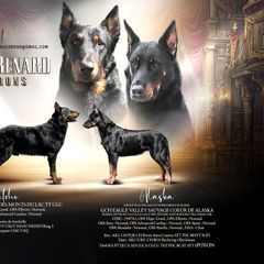 Beauceron puppies from Fleur de Renard Beaucerons