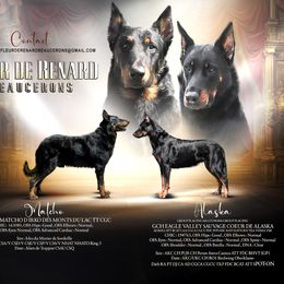 Beauceron puppies from Fleur de Renard Beaucerons
