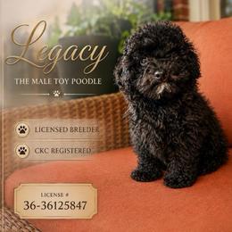Legacy - Black male Poodle puppy in Griffin, Georgia from Rawls Lovely Little Tots