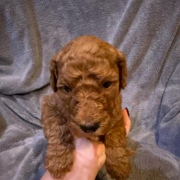 H25 Male Brown Collar - Red  male Goldendoodle puppy in Cape Coral, Florida from GoldenDoodles Cape Coral