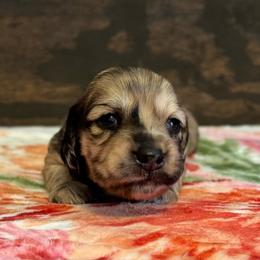 Gill - Dapple male Dachshund puppy in Dothan, Alabama from Little House Pups