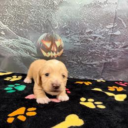 Peanut - Cream male Dachshund puppy in Irving, Texas from DFW Dachshunds by G & S