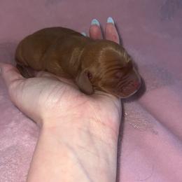Everest - Red female Dachshund puppy in Madisonville, Tennessee from L&A Dachshunds