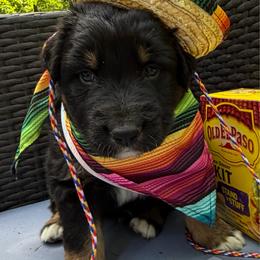Tequila - Black tri-color male Australian Shepherd puppy in Tuftonboro, New Hampshire from Aussies Edge Farm