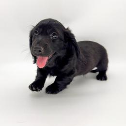 Sunny (AKC solid black) - Black male Dachshund puppy in Waddell, Arizona from Neu Doxies