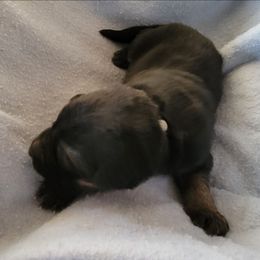 Silver - Black and tan male German Shepherd puppy in Pahrump, Nevada from Rayler Kennels