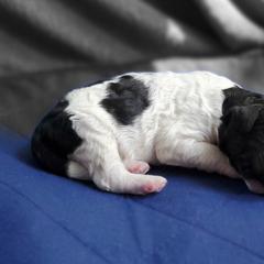 Double Doodle and Poodle Puppies from Perfect Poodles and Doodles LLC