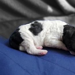 Double Doodle and Poodle Puppies from Perfect Poodles and Doodles LLC