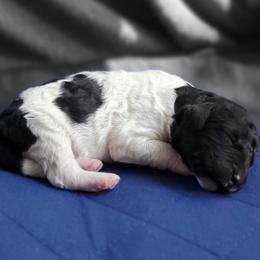 Double Doodle and Poodle Puppies from Perfect Poodles and Doodles LLC