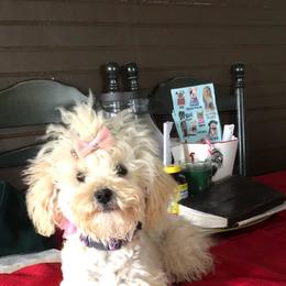 Poodle puppies from SilverLining highlands and hounds