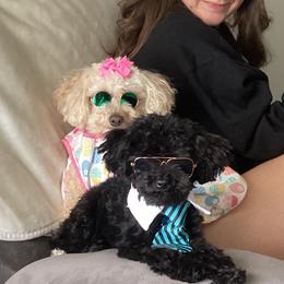Poodle Puppies from Singing Sands Poodles