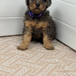 Ice Cream - Purple - Merle female Bernedoodle puppy in Charleston, South Carolina from Palm Belle Doodles