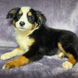 Bella - Black tri female Miniature Australian Shepherd puppy in Alabama from SBA Aussies
