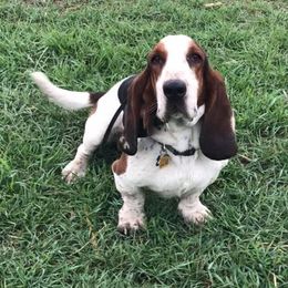 Elmer - Basset Hound