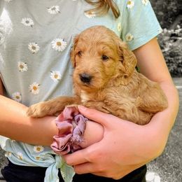 "Yellow (male)" Goldendoodle Puppies from Goshen Doodles